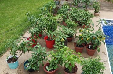 My pepper planter garden. Around 33 plants and 14 different varieties.