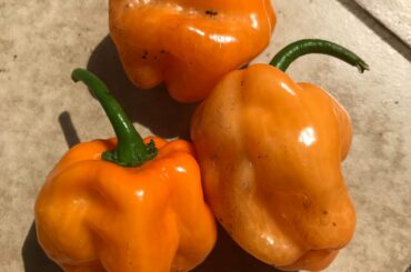 Just pulled from my garden