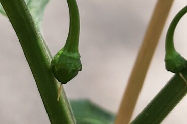 Habaneros starting to come in!!! Got a little jumping spider that lives on it too as my pest guardian!