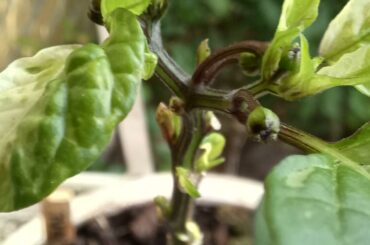 Purple tiger is blooming