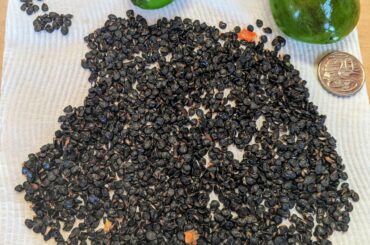 Seed saving: cold climate chilli (Rocotto) in NW Tasmania, Australia. These grow huge bushes and survive moderate frost for years.