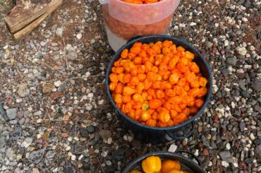 Getting ready to make hot sauce