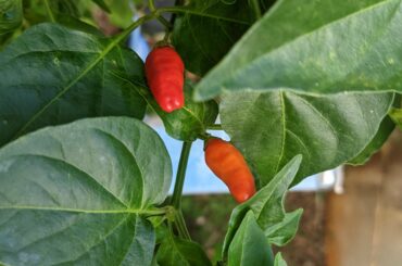 Mystery pepper -bought what was supposed to be Scotch Bonnet... instead grew into this.