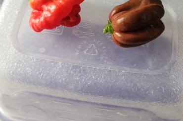 First Scotch Bonnet and Chocolate Habanero!