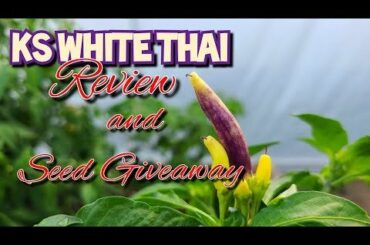 This is a beautiful pepper. Watch video to find out how to win seeds.