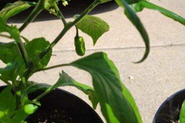Working on a batch of ghost pepper sauce(early stages)