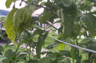 Chocolate seven pots coming along nicely