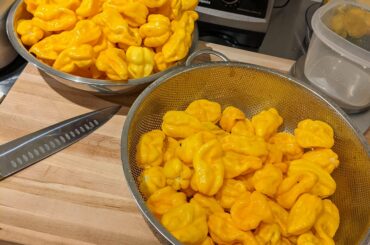 Devil's Tongue - from Chez Nous Farms