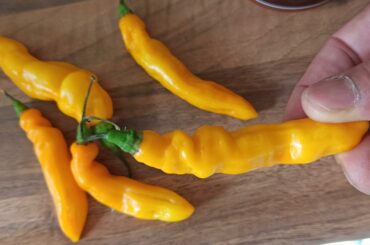 Madame Jeanette peppers. Aromatic and hot