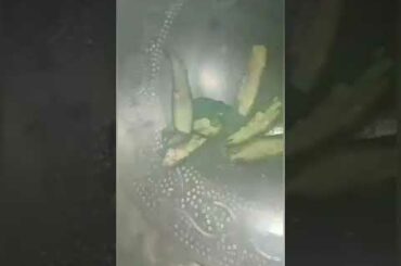 Omelette Chilli Recipe | Food Recipes | Indian Food | #Shorts