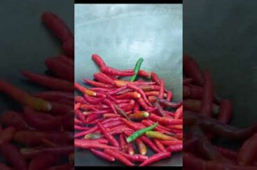 Harvest Chili Cooking #Shorts