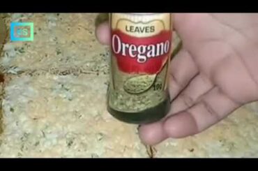 Chilli Cheese Toast Recipe