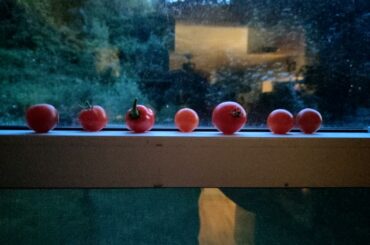 There's an imposter among my tomatoes