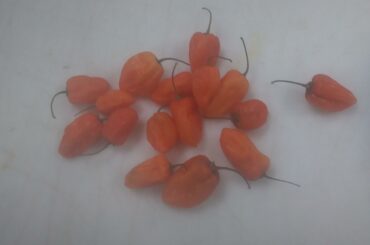 Any basic ideas to drying these store bought habs?