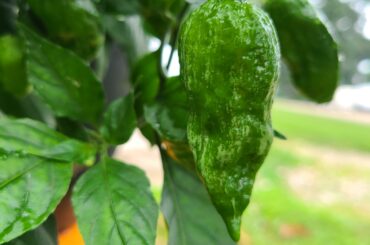 Ghost pepper question. Does anyone know what this white discoloration is?