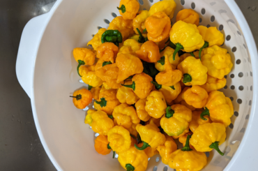 Yellow Scotch Bonnets that I grew