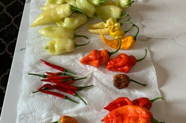 Our first harvest of the year.