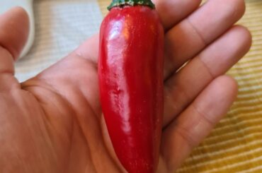 What pepper is this?