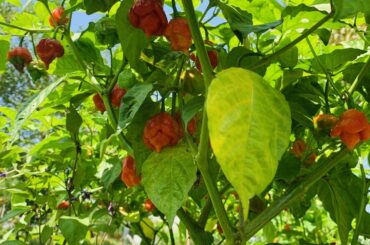 Reapers growing nicely in the Virginia heat and sun.