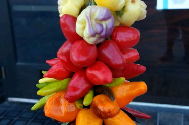 My chef found this pepper bouquet at the farmers market. No clue what types of peppers they are but we sampled them all, a few of them have some decent heat.