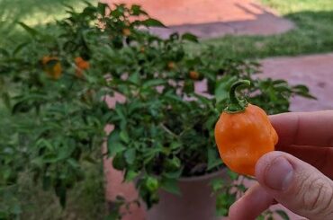 The 100th habanero picked from this plant this season
