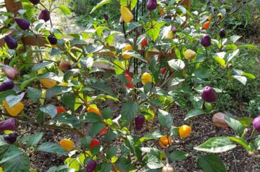 The chillis my best friend grows in his garden ( chinese 5 color)