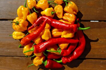 My first pepper harvest of the season. What's the best way to preserve these?