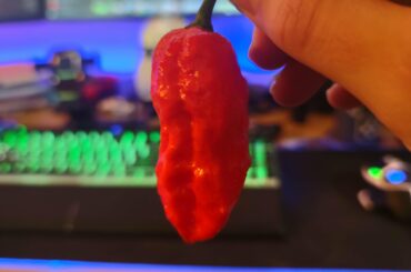 First ghost has been picked. I'm super excited for these since I've never grown them before and I'll finally have ghost pepper flakes again. If all goes well I'll be getting more than anticipated. There's at least 100 peppers on both plants.