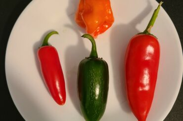 Fresh from my garden!