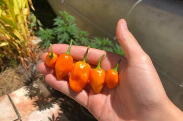 My first-ever Habanero Harvest!
