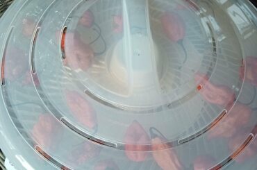 My ghost pepper plant won't stop!! It makes double this amount every week.