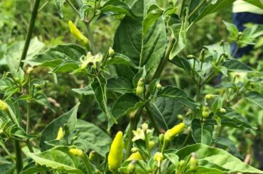 What pepper is this? Very small, very spicy. Seeds were mislabeled.
