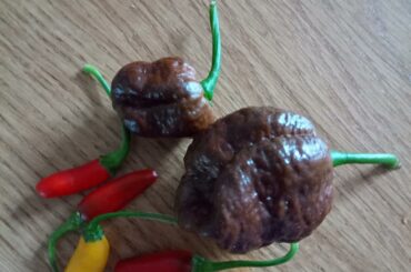 My first harvest this year!