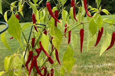 Cayenne peppers: best way to store them?