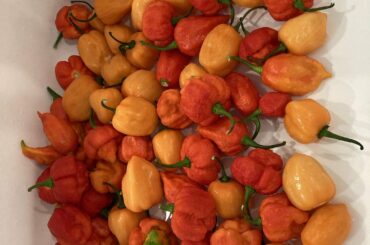 Documented my first hot sauce batch of 2021!