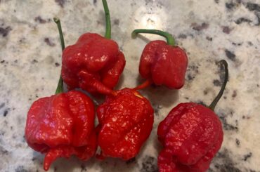 It’s not much in quantity but Carolina reapers don’t need quantity to pack a punch. Pulled from my garden, one for bbq sauce, the rest for sharing the heat until more finish up.