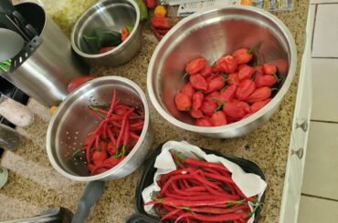 First flush of peppers. Cayenne, habaneros, dragons and ghost peppers