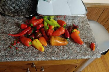 2nd good harvest and my 1st ghost pepper! its butthole puckering season