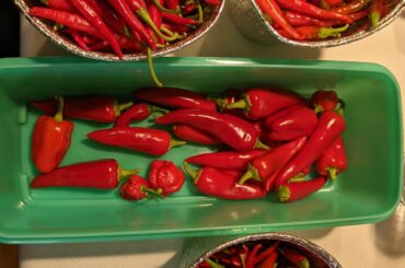 Yesterday's harvest of Ghosts, Cayennes, Cajun Bells, and Fresno Chili's.