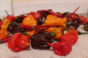 My most recent haul of reapers, scorpions, chocolate and regular orange habaneros!