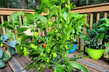 Carolina reaper doing well on the deck.