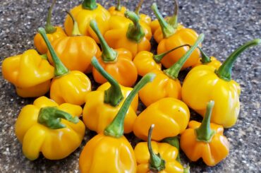 First crop after 1 year of trying. Any pepper jelly recipes?