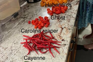 My peppers so far this are doing amazing