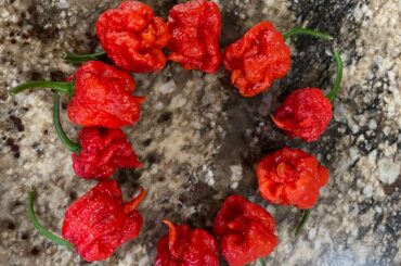 Council of reapers. Picked this morning.