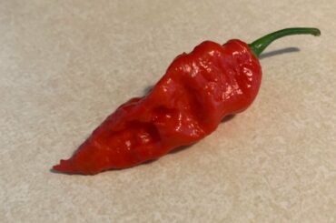 My red ghosts are coming in! Any recipe recommendations?