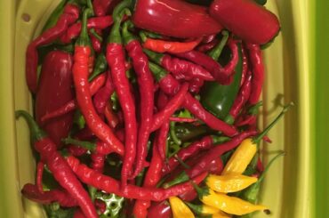 First harvest, time to make some sauce.