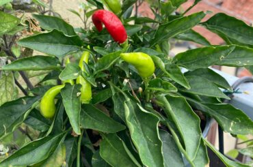 Help me familiarize with my new friend - should I harvest the red ones? when?