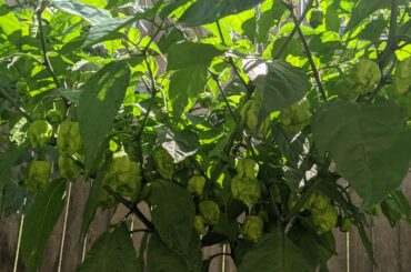 My first attempt at growing reapers! They're so close!