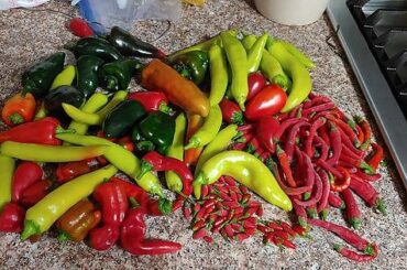 1st good harvest of the season!