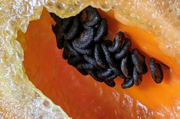 Rocotto seeds in a fresh cut chilli.